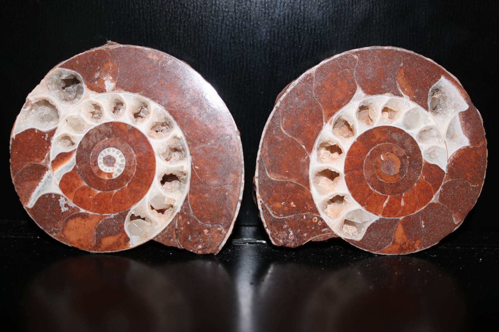 Split Timor Ammonite Pair UV Reactive 3