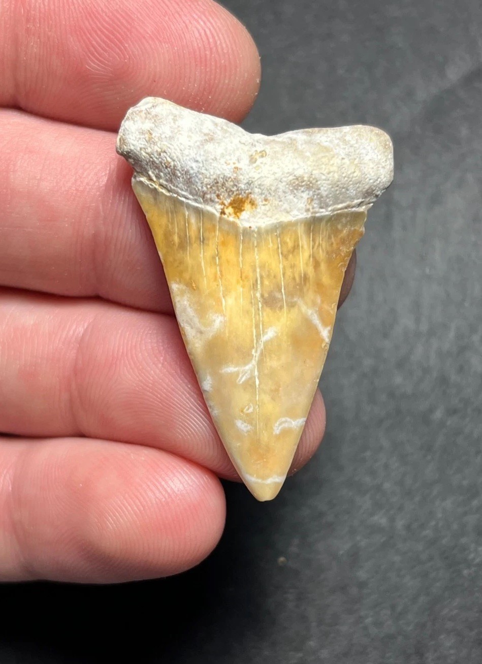 1.69” Fiery Colored Hastalis Extinct White Shark Fossil Tooth Summerville, SC