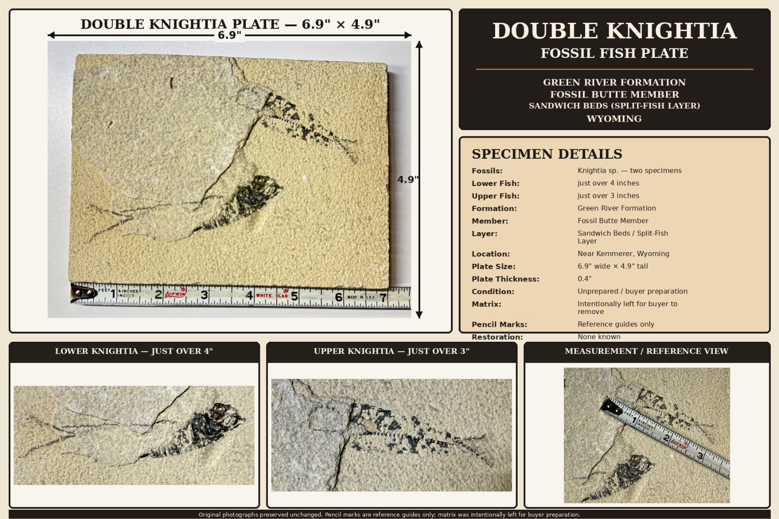 Double Knightia Fossil Fish Green River Formation WY Unprepared Prep Project
