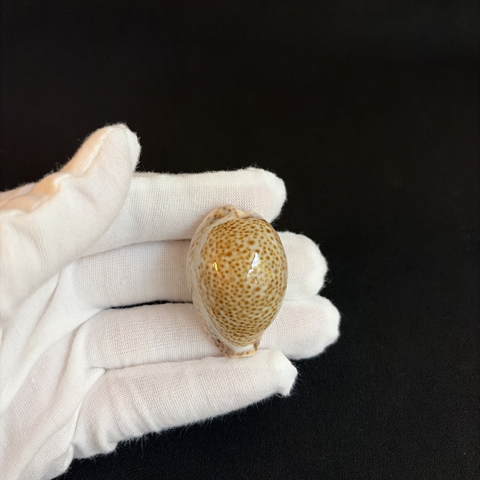Naria turdus, Cypraea turdus, 38mm, Thrush Cowry, Florida Cowrie Seashell