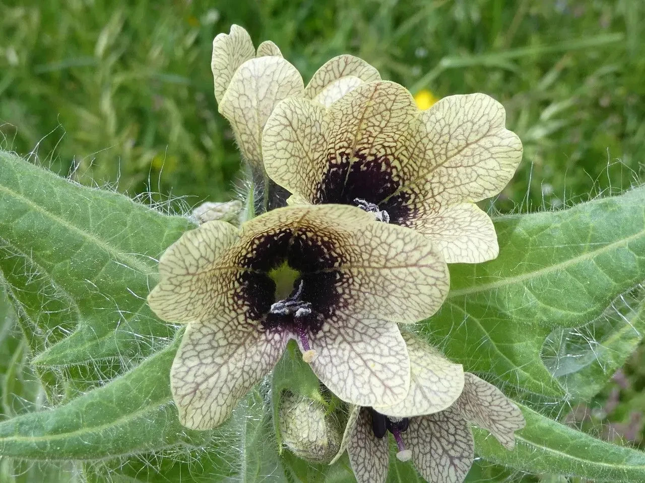 Hyoscyamus Niger 30 Seeds – Black Henbane – Rare Historic Medicinal Herb