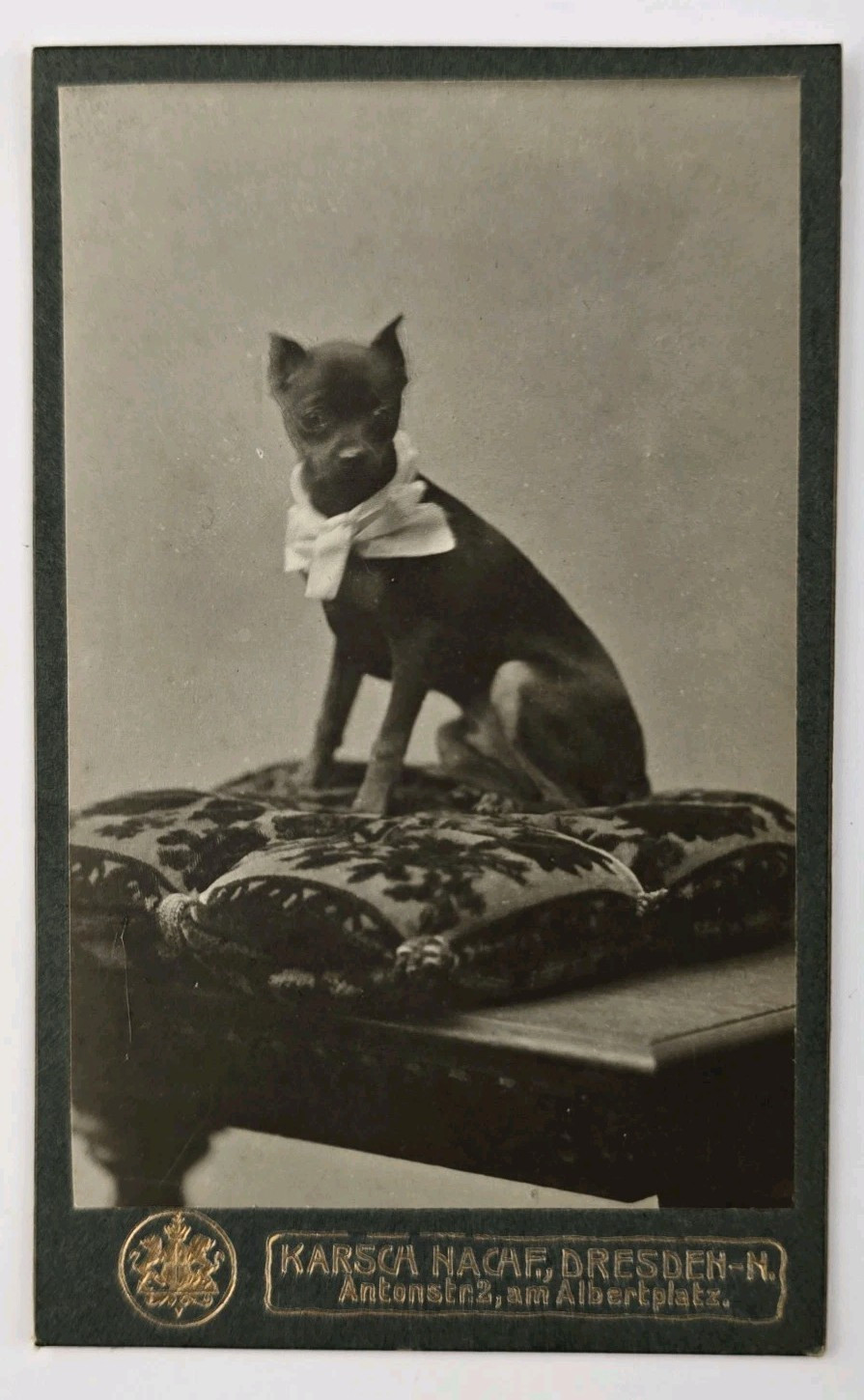 Antique CDV Photo Unique Puppy Dog Portrait Min Pin Nafchf Dresden Germany