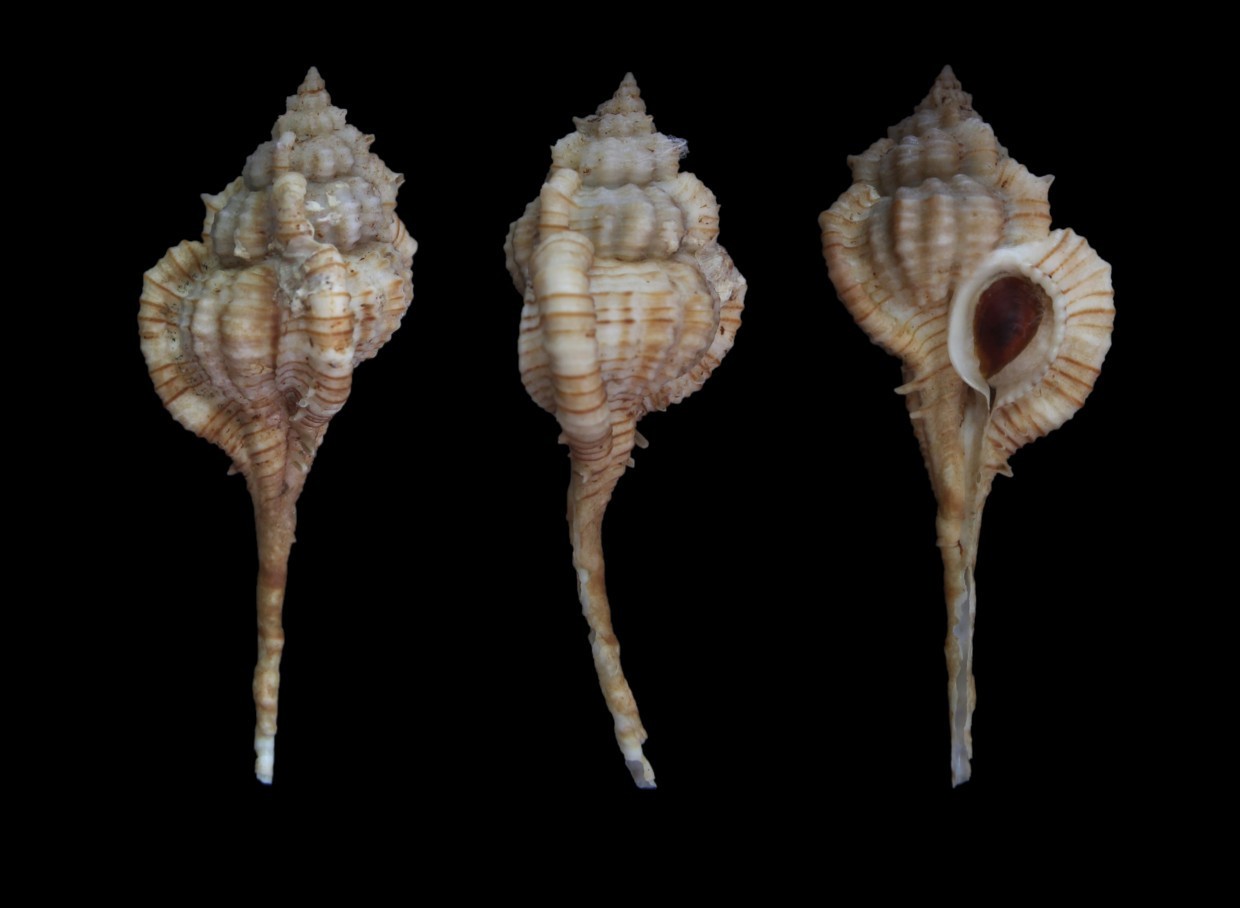 Seashell : Vokesimurex dentifer 76.6 mm F++ (from Philippines) Seashell : Vokesimurex dentifer 76.6 mm F++ (from Philippines)