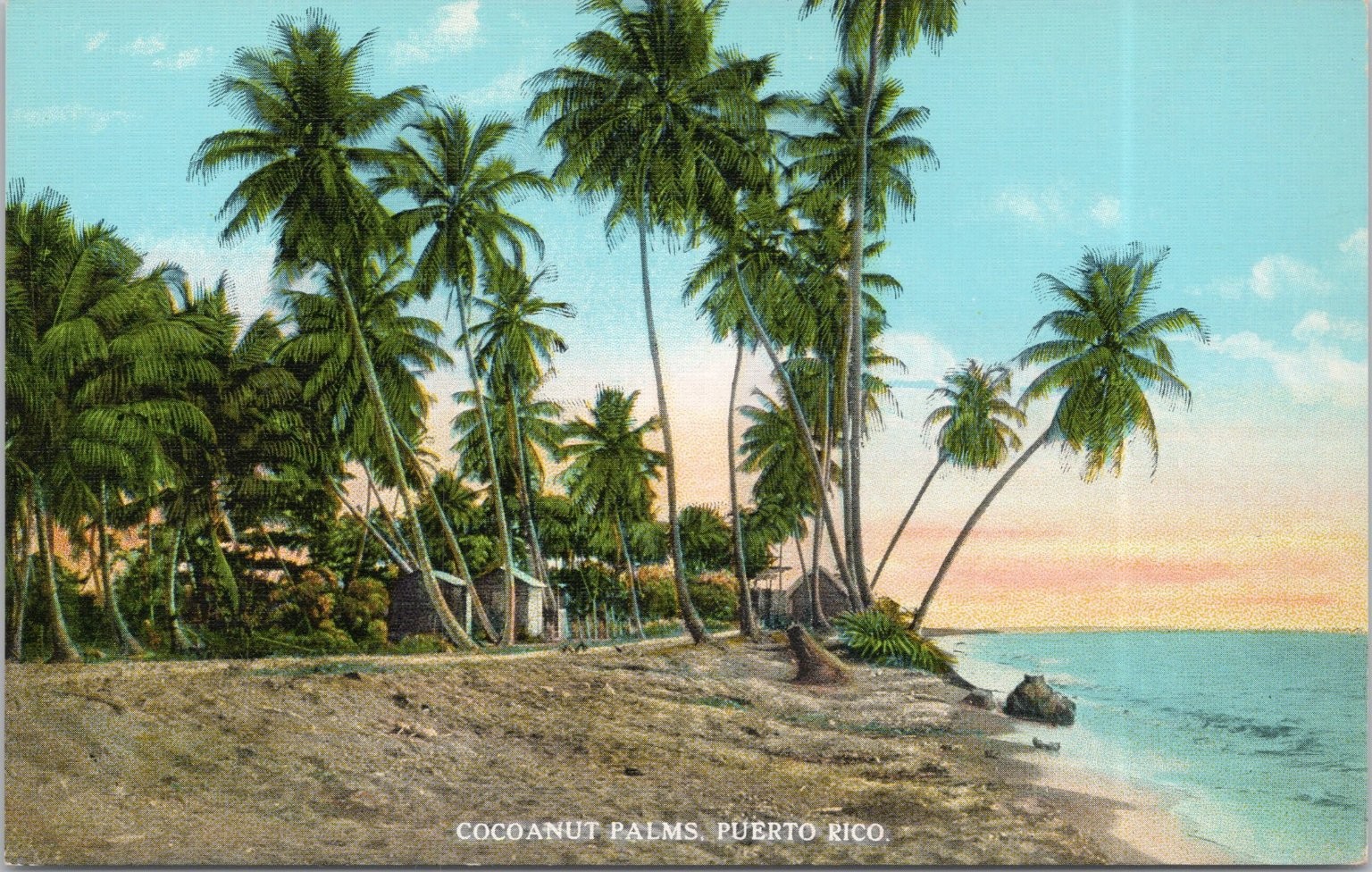 Puerto Rico Beach Cocoanut Palms Island C.T. American Art Postcard