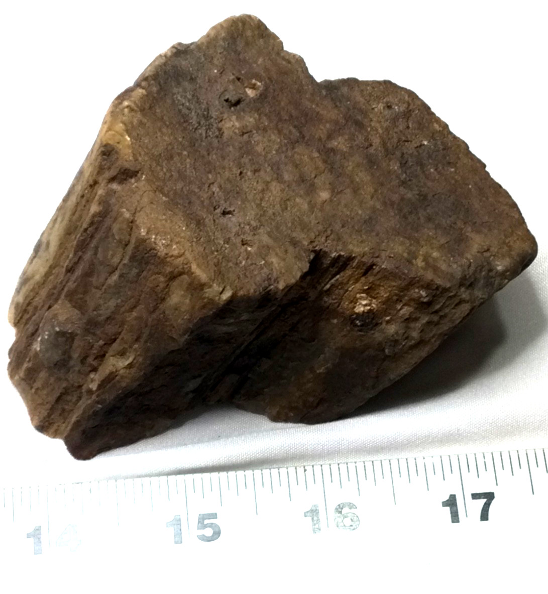 Triceratops bone