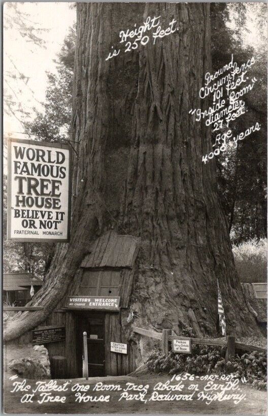 1951 California Redwood Highway RPPC Photo Postcard \
