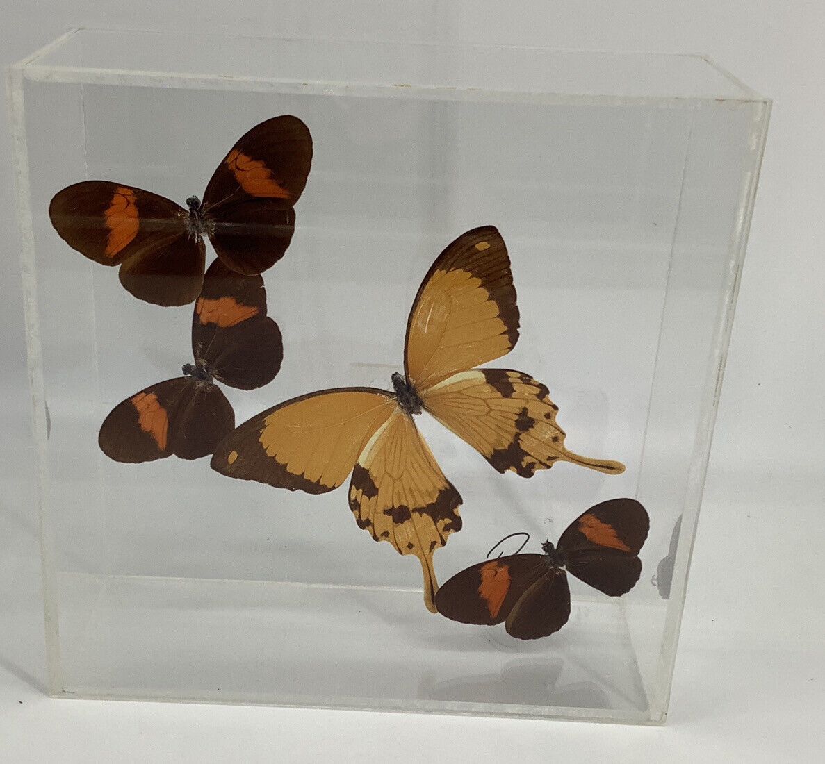 Vtg  Paul Purington 1993 Signed 4 Mounted Butterflies in Clear Box Near Mint