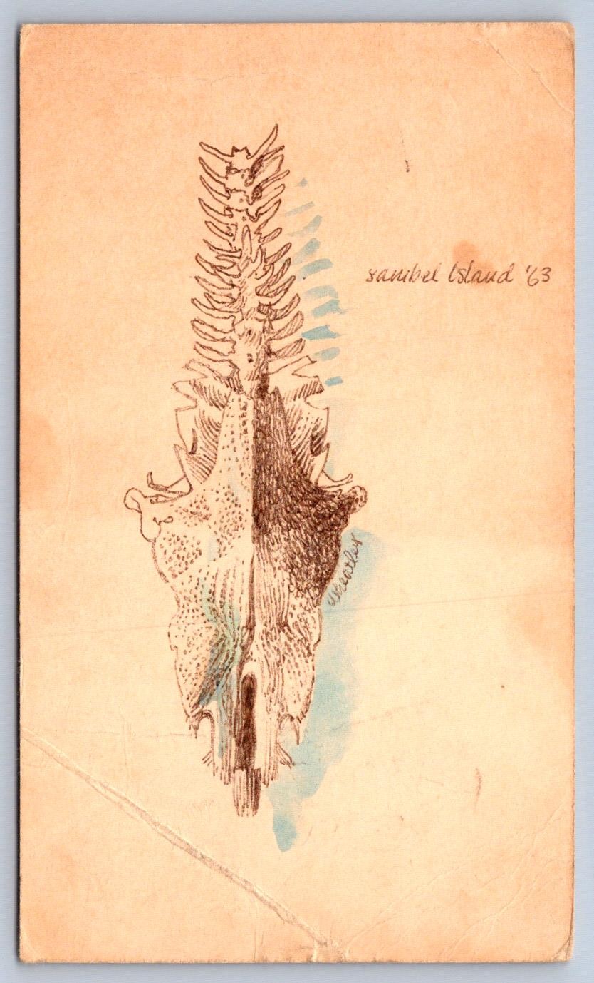 K67/ Interesting Postcard c1963 Hand-Drawn Bone Sanibel Island Florida 85