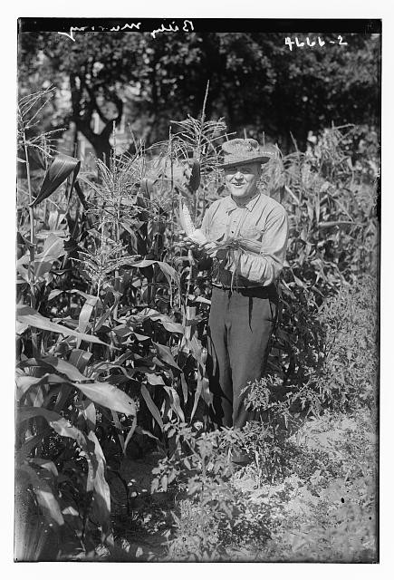 Photo:Billy Murray in Cornfield Photograph ca. 1915-1920
