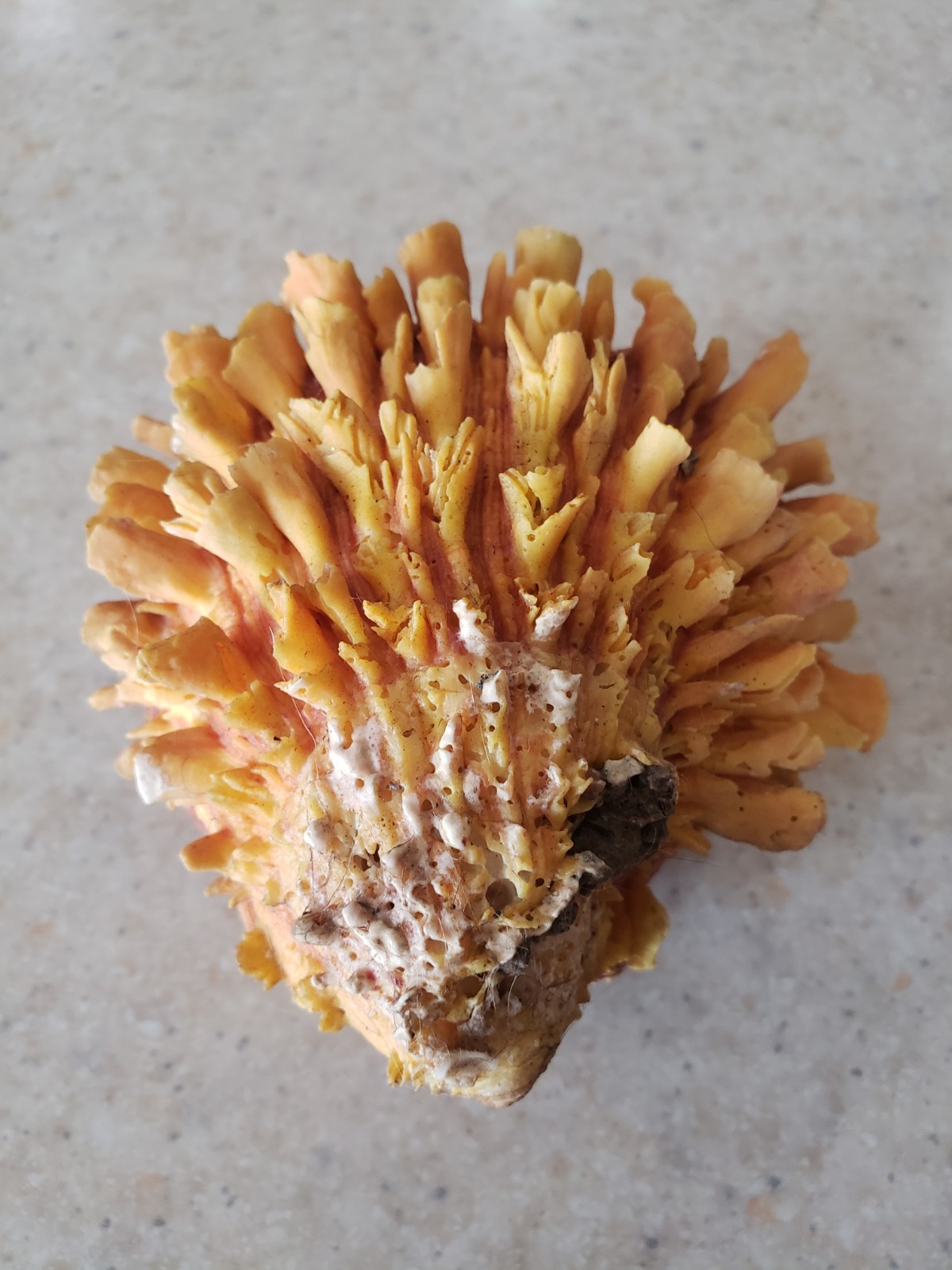 Orange Spiny Oyster Seashell 4\