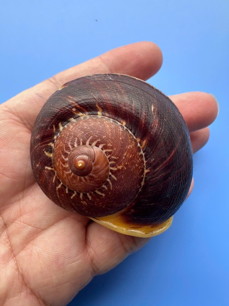 61.2mm| Cyclophorus dodrans? | BIG size | Nice color | Landsnail Vietnam