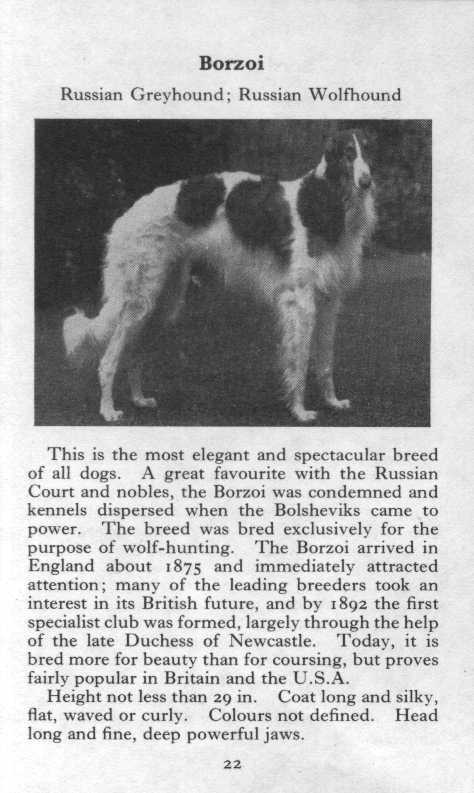Borzoi - 1970 Vintage Dog Art Photo Print - Matted GIFT