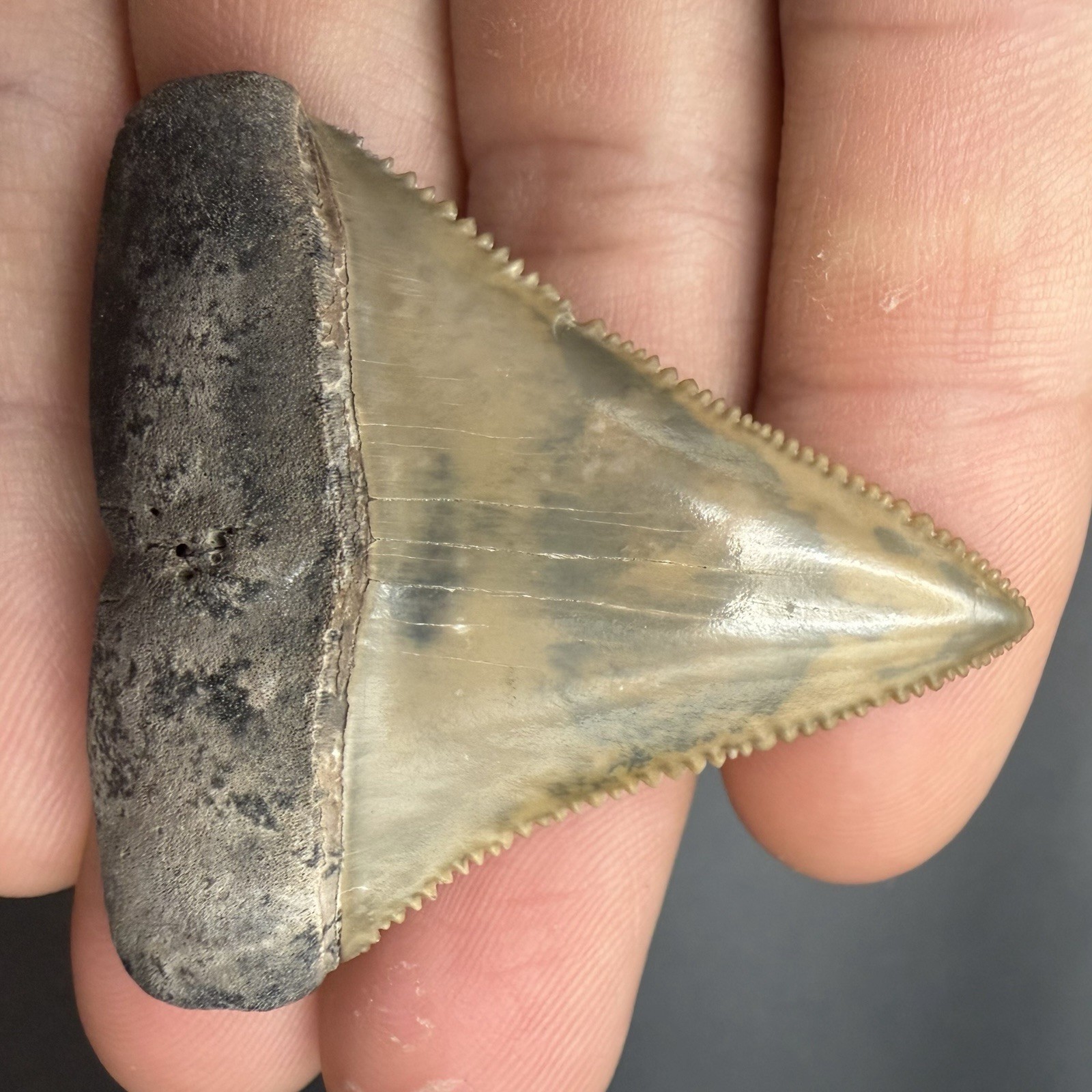 Florida Great White Shark Tooth 2.06” All Natural