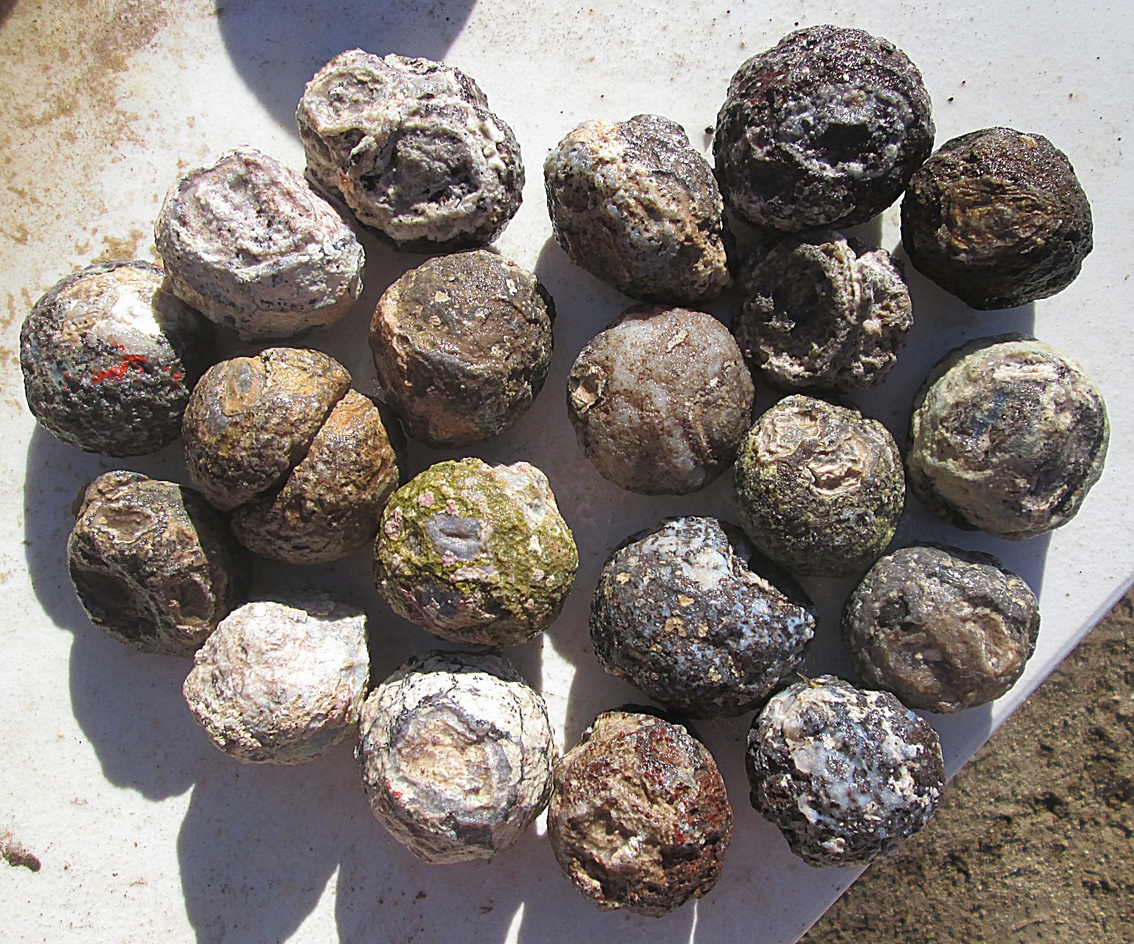 WHOLE COCONUT GEODE ROUGH LOT~ 7 lbs 4 ozs ~ 20 GEODES