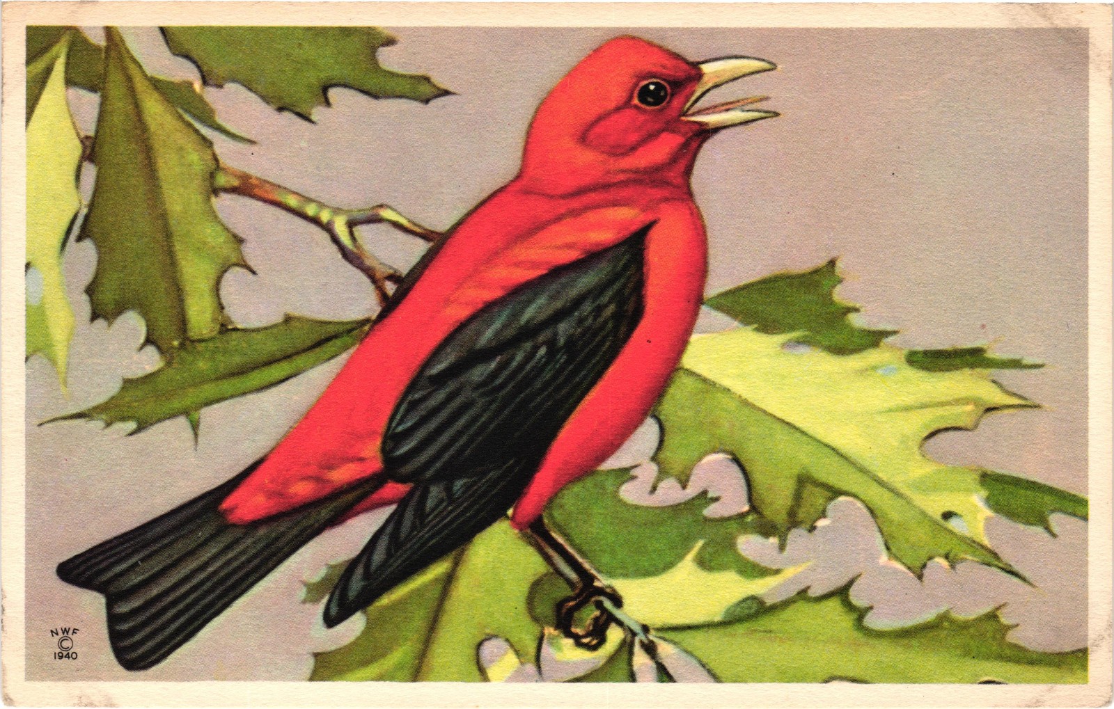 Vintage Scarlet Tanager Bird Postcard NWF Wildbird Series 502-6 Linen Era