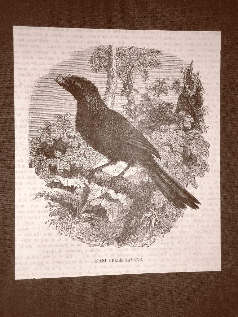 1866 Engraving Bird Savannah Years Birds and Ornithology