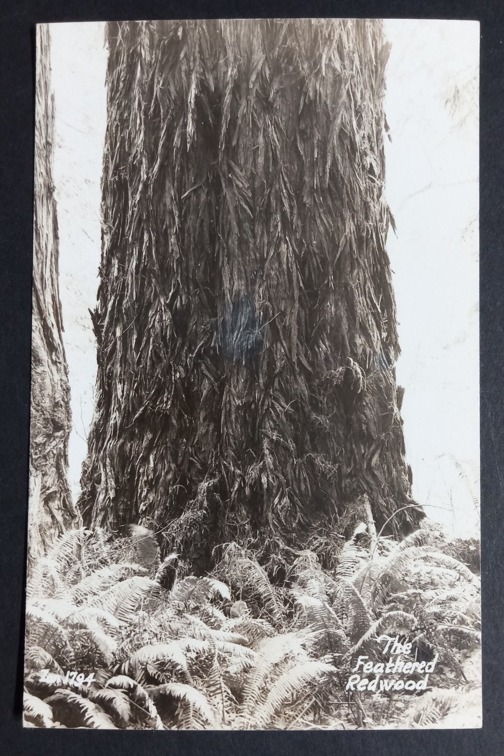 RPPC The Feathered Redwood Giant Tree Forest Vintage Real Photo Postcard c1910s