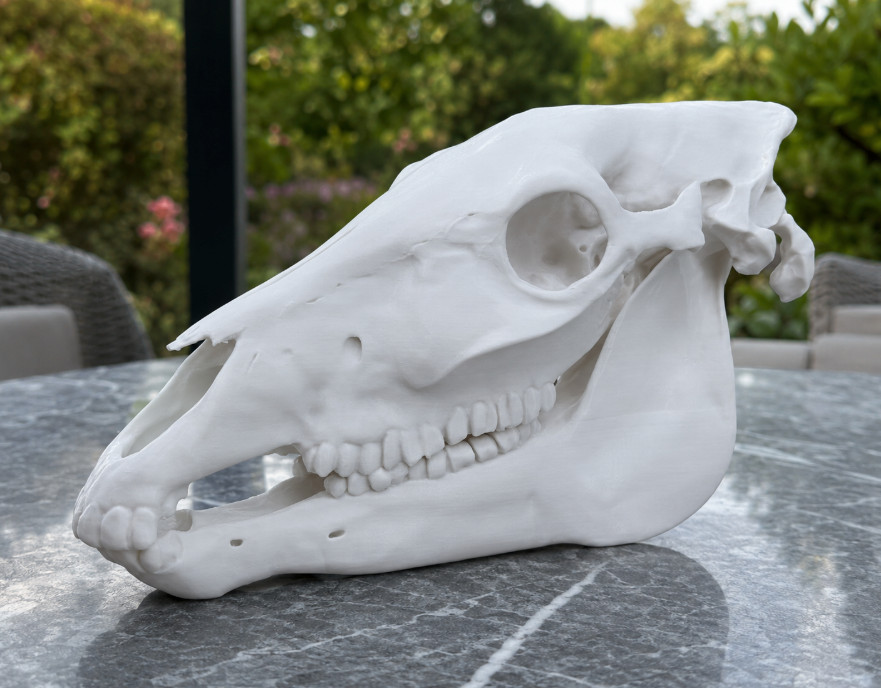 Horse Skull Replica Full Size Realistic Animal Skull Decor