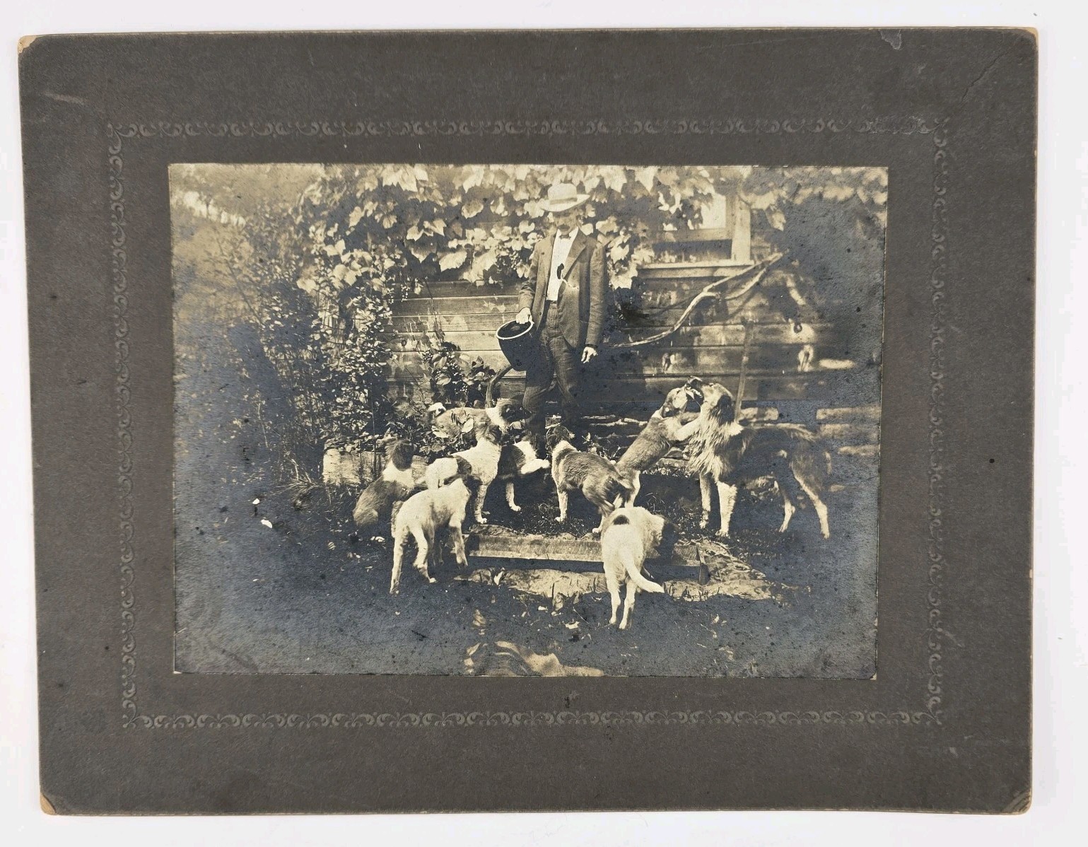 Antique Boarded Photo Unique Man Feeding Large Group Of Puppy Dogs Outdoors