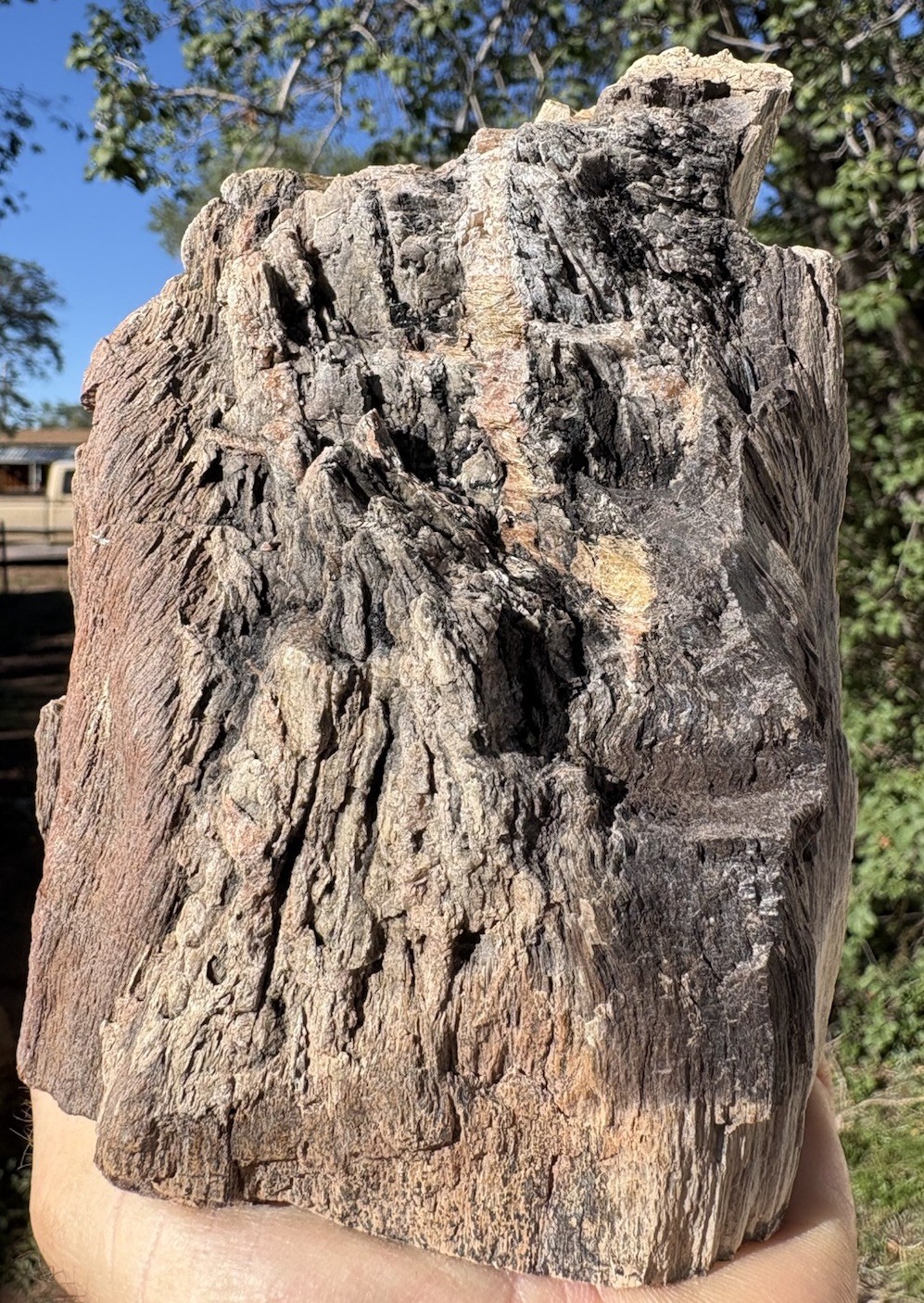 ☘️RR⛏️: Rare Fire Scarred  Woodworthia Petrified Wood, NE AZ