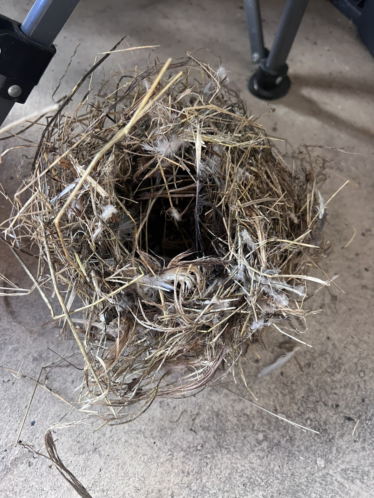 REAL Bird Nest Collectible / Crafting / Decor