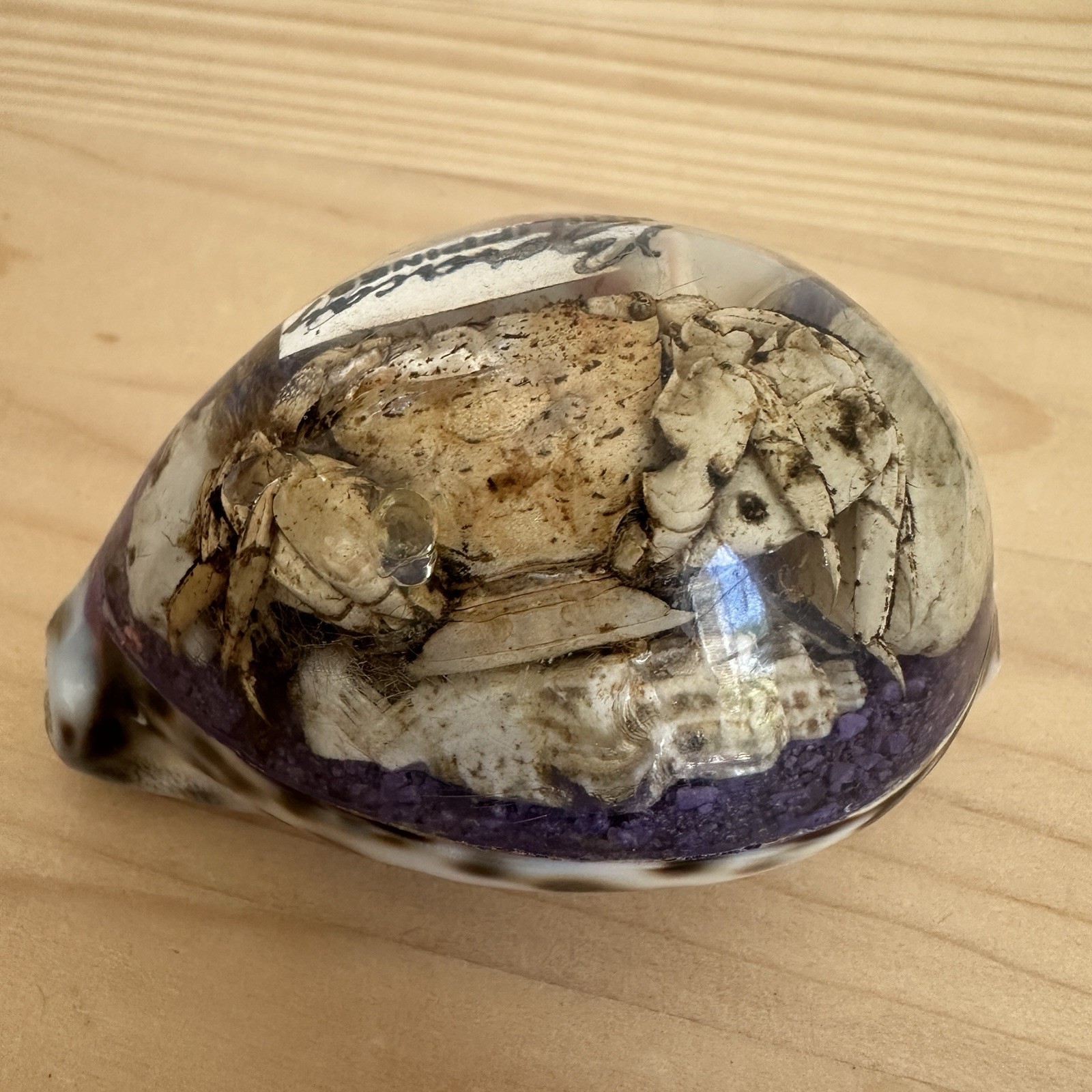 Vintage Bora City Philippines Souvenir 3.25 Inch Crab Resin Acrylic Conch Shell
