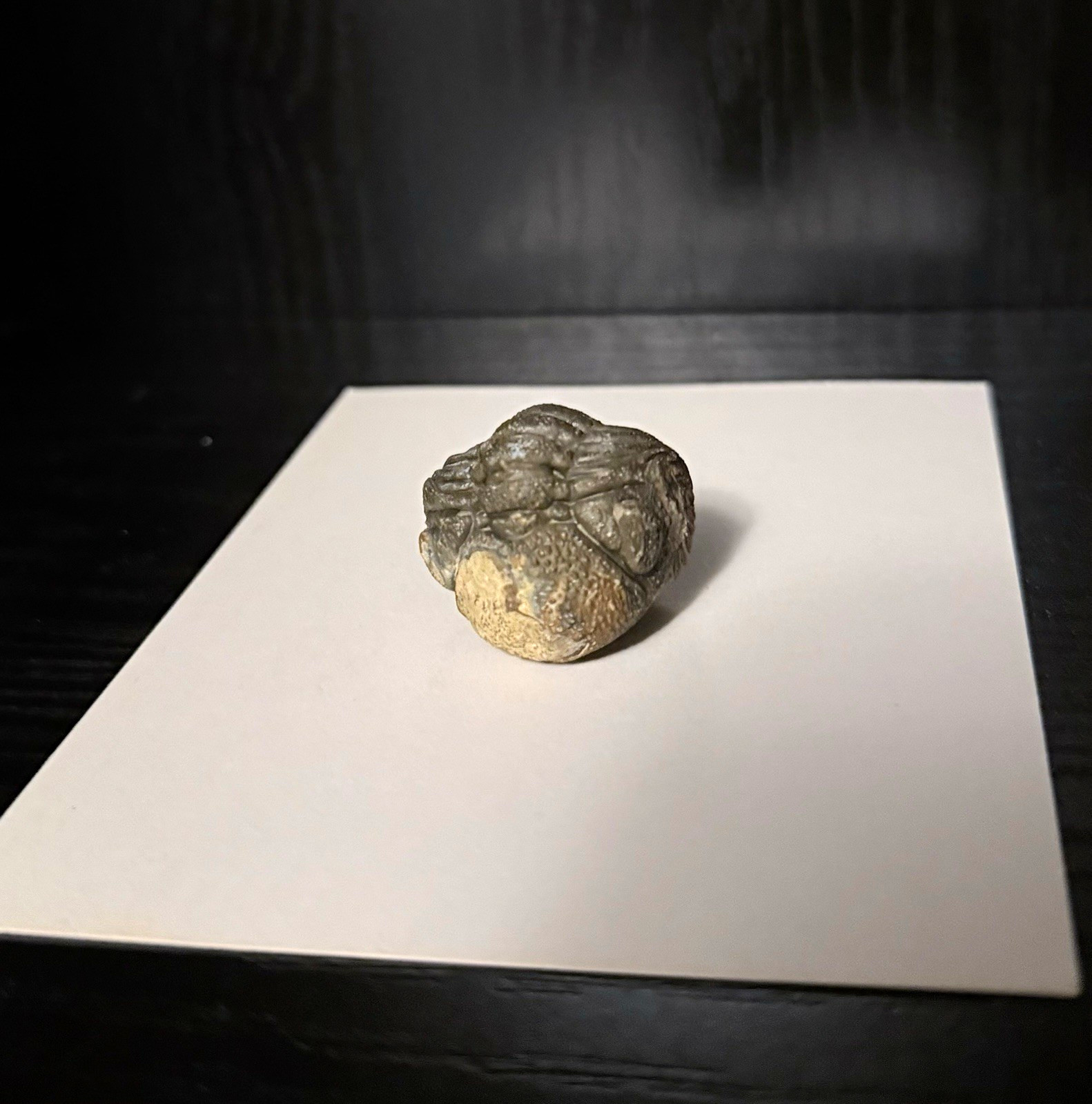 Small Trilobite Fossil Genuine Specimen 400 Million Years Excellent Condition