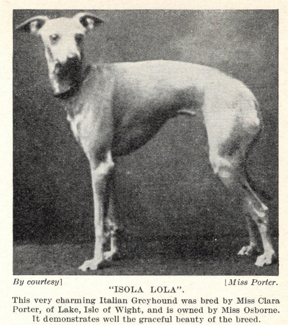 Italian Greyhound 