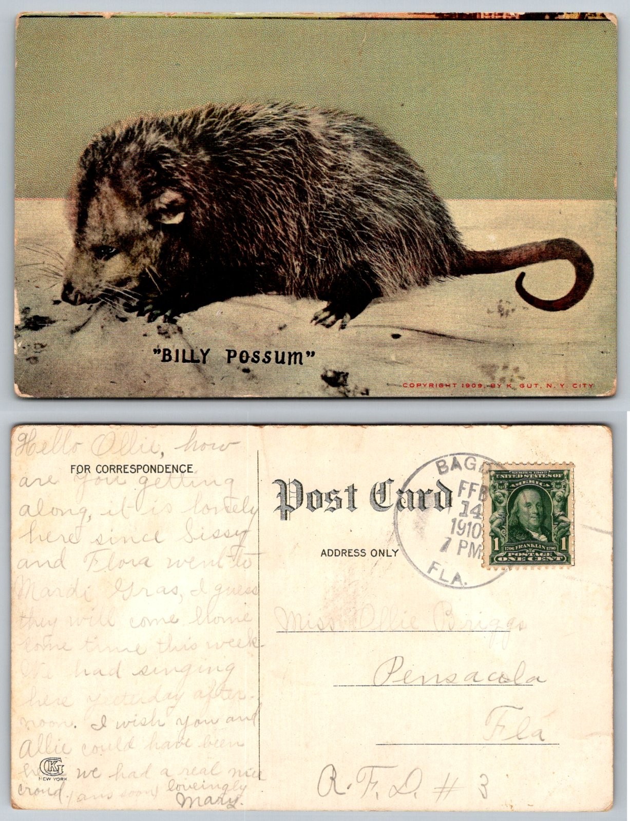 Billy Possum American Opossum Animal K Gut New York Postcard