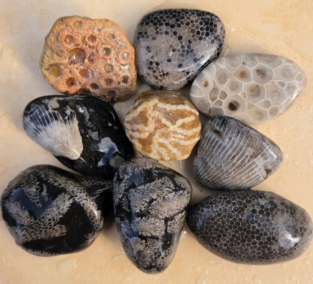9 BEAUTIFUL Unpolished MICHIGAN FOSSILS petoskey Stones Horn Coral RARE PINK M5