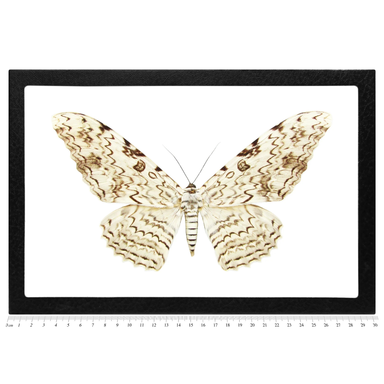 Thysania agrippina REAL FRAMED WHITE WITCH MOTH PERU