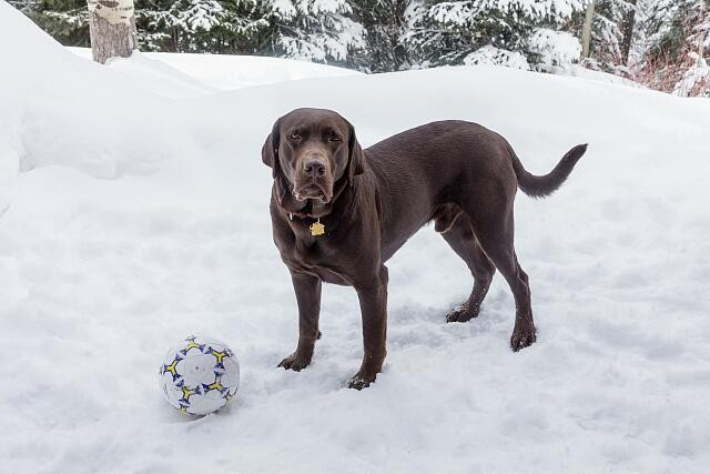Photo:Aspen Colorado 2016 Puka Chocolate Lab Soccer Ball in Snow