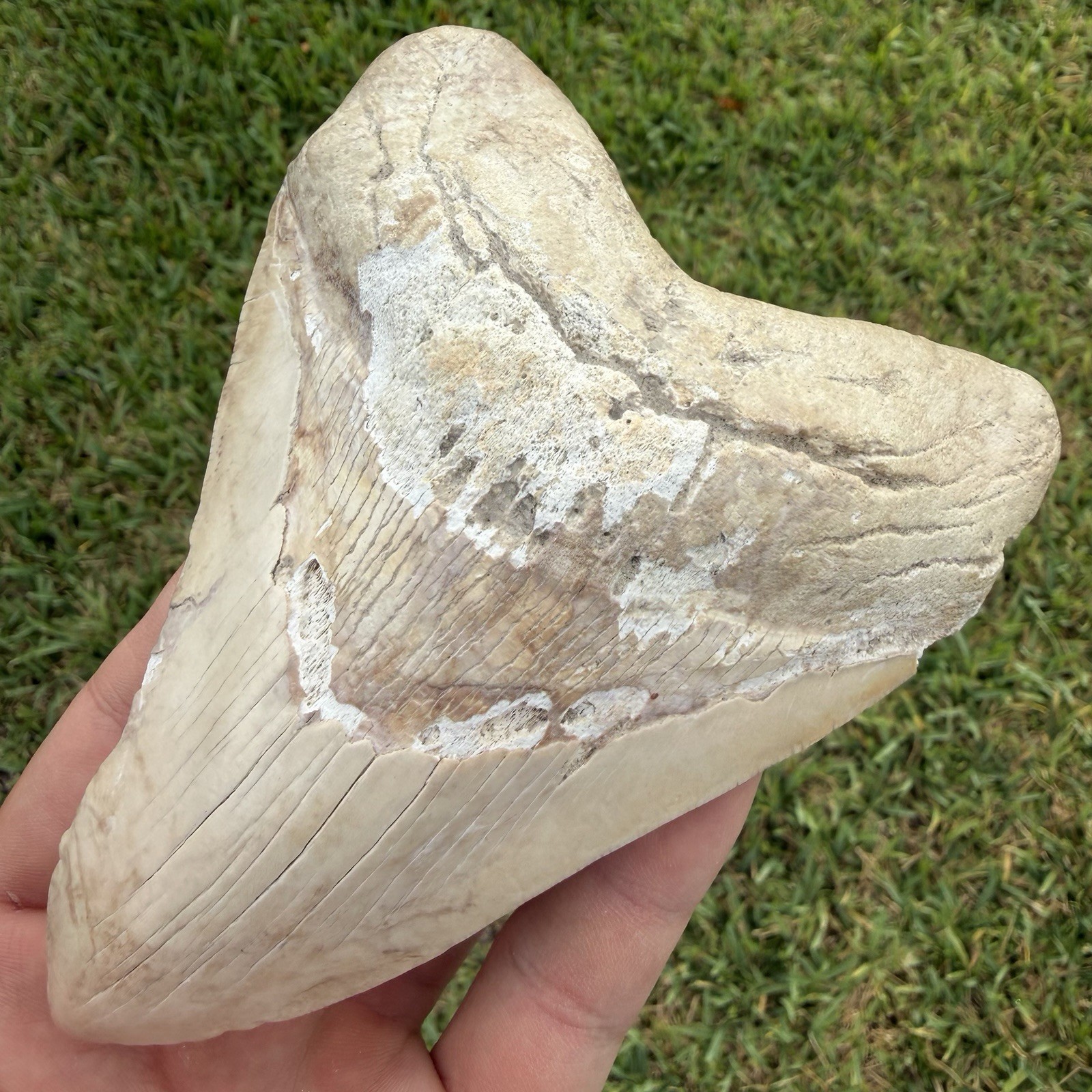 Megalodon Shark Tooth 5.25” Summerville SC All Natural