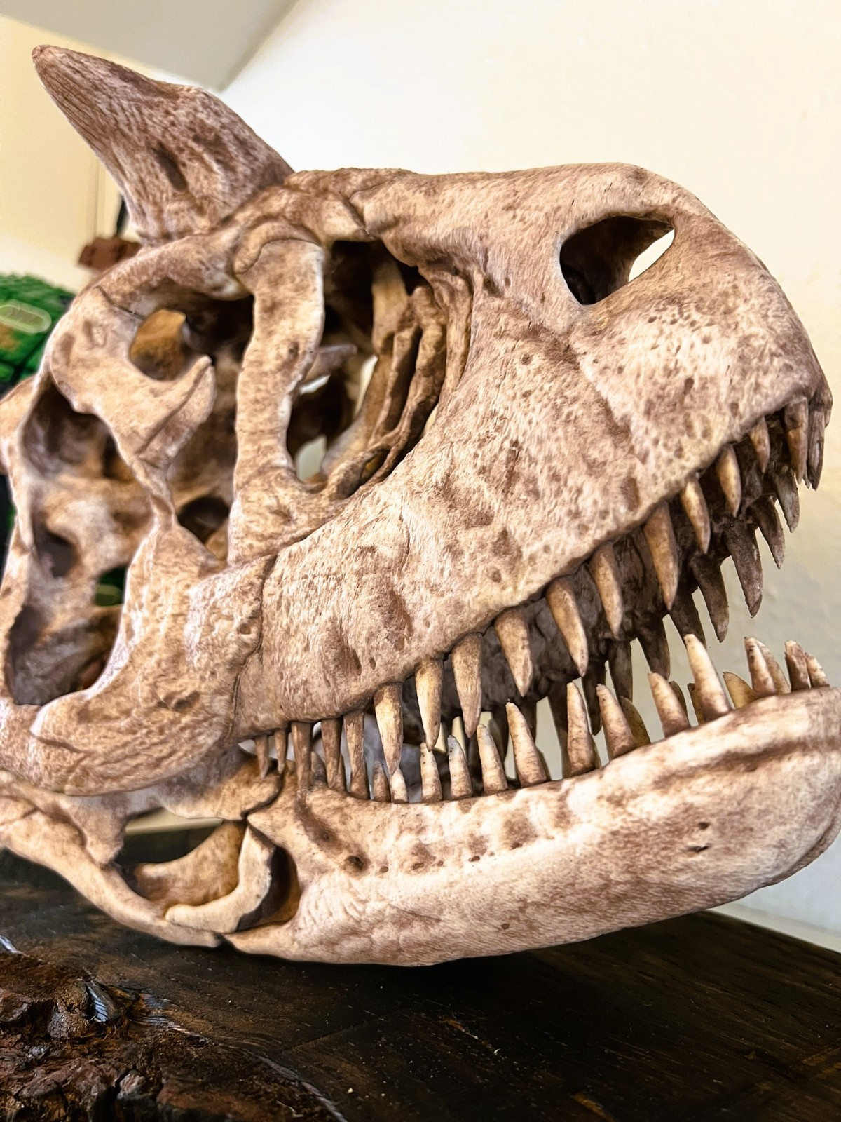 Carnotaurus Skull Fossil Replica – Hand Painted – Museum Quality Display
