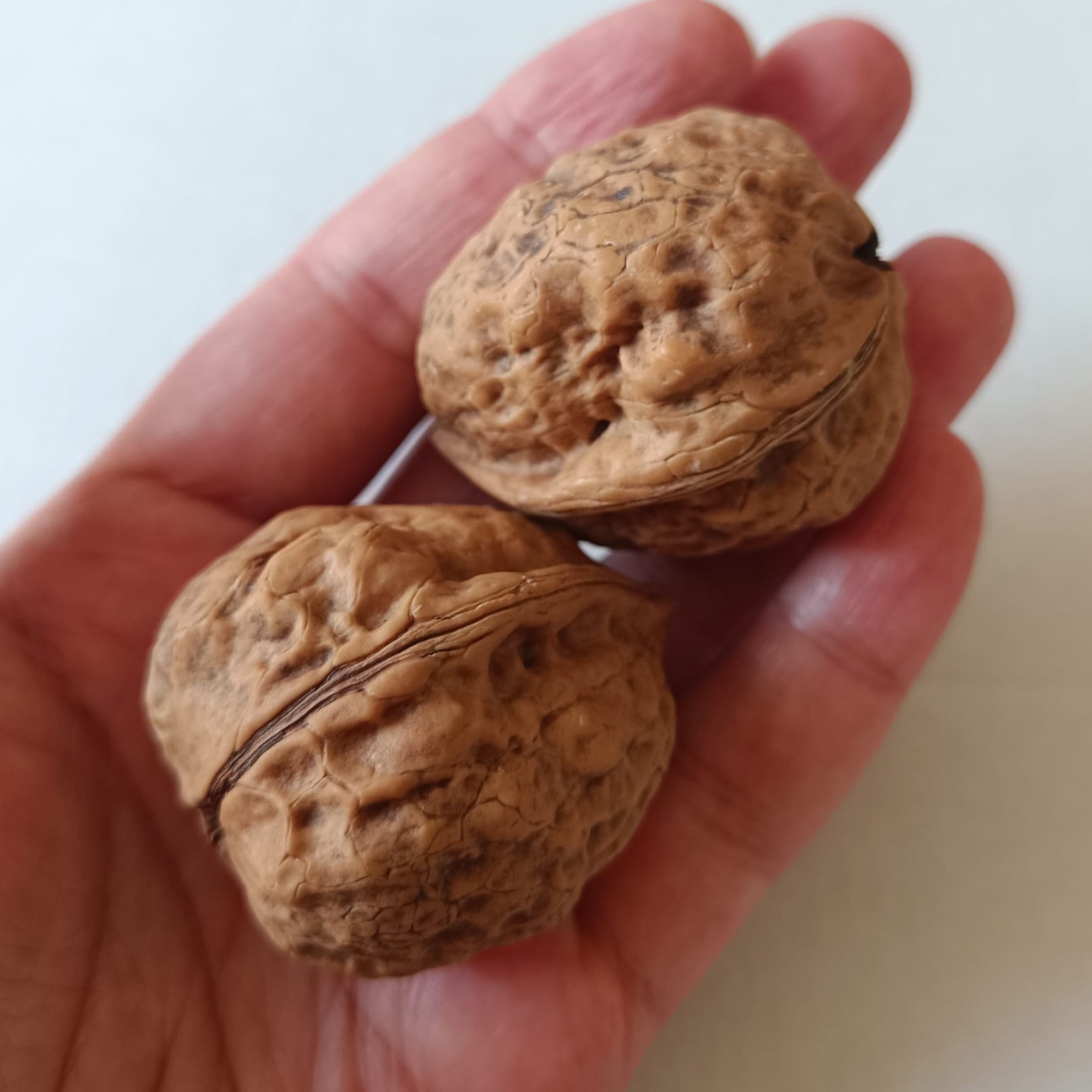 Rare Natural Turkish Walnut Pair Match Wenwan Hand Exercise Collectible