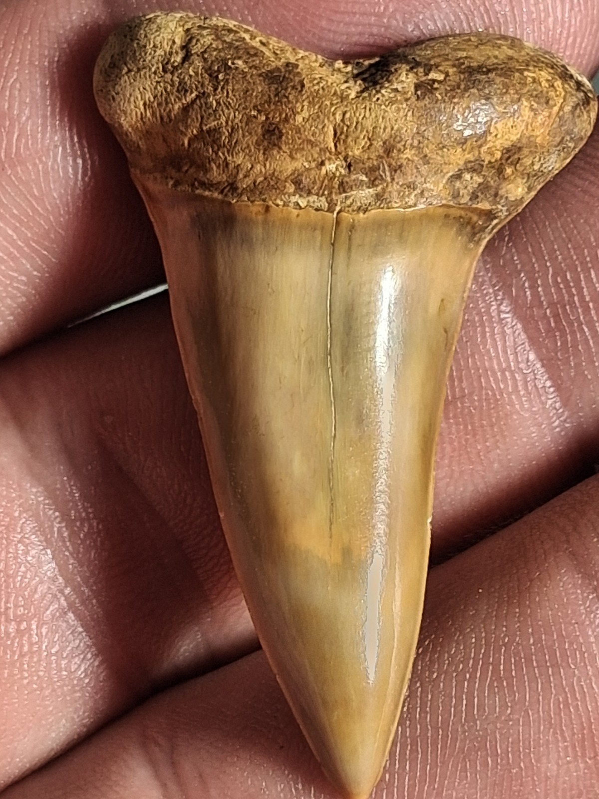 RARE HASTALIS KILLER COLORED MAKO SHARKS TOOTH VICTORIA AUSTRALIA