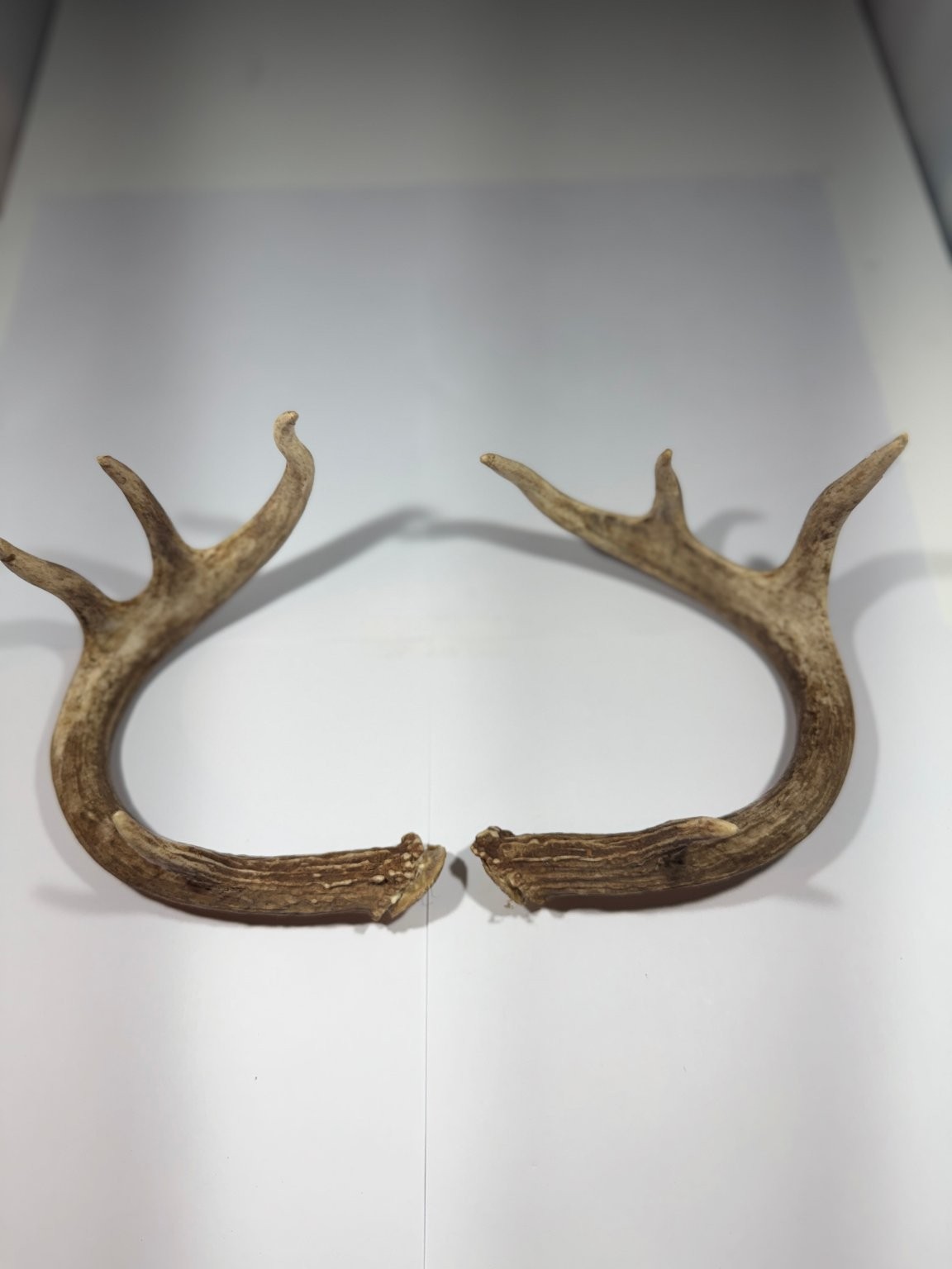 Natural Deer Antler Sheds Pair - Real Whitetail Buck Collectible Craft Decor