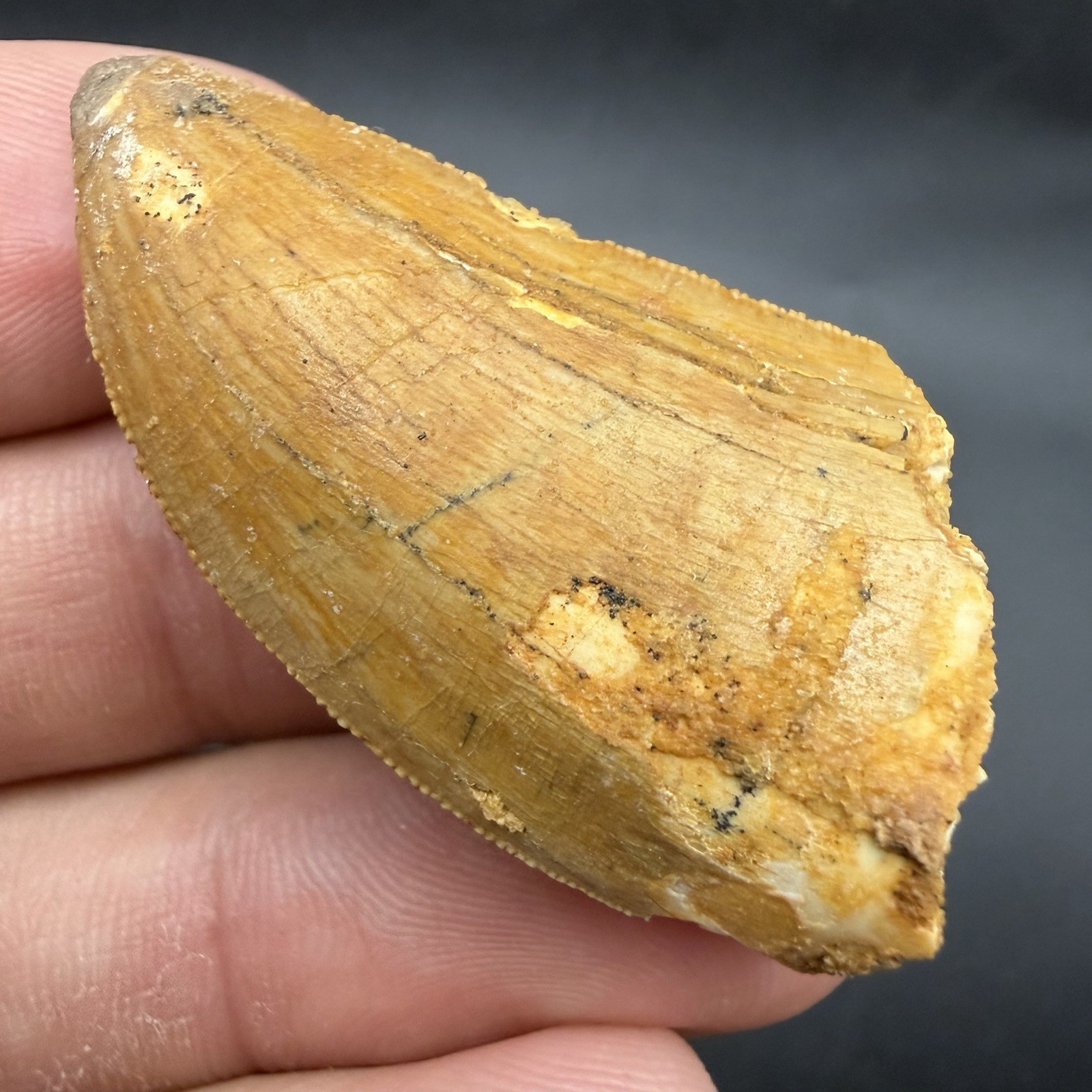African T Rex Dinosaur Tooth 1.81” Authentic Fossil Dino Tooth