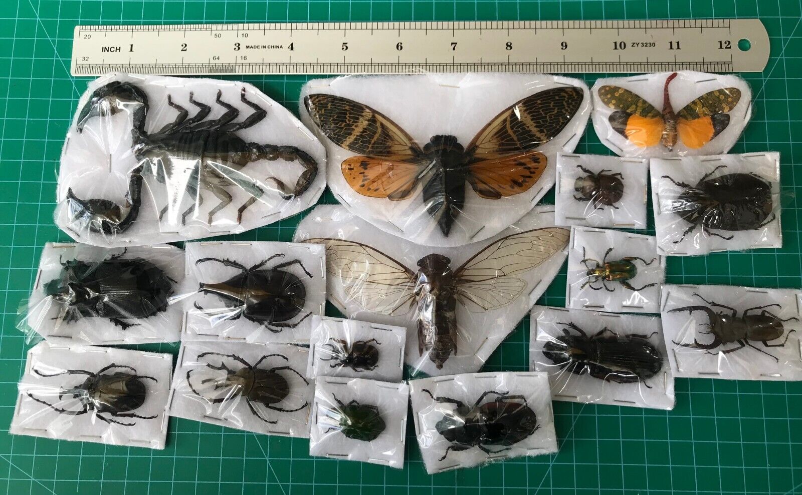 15 Beetle Insects Bugs Real Taxidermy Butterflies Dried Oddities Decor