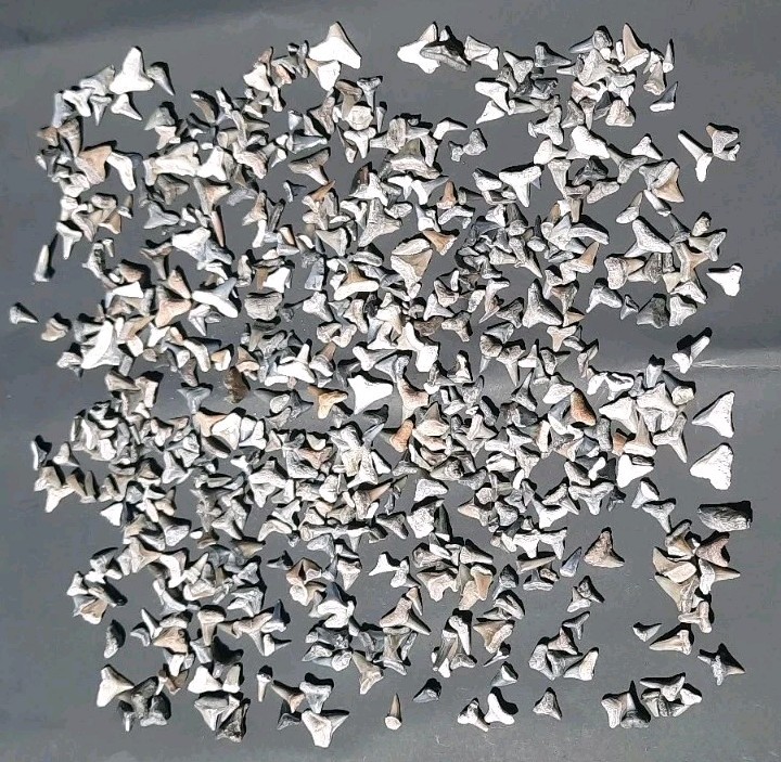 HUNDREDS of BONE VALLEY FLORIDA SHARK TEETH FOSSIL SHARKS FL TOOTH Lot 