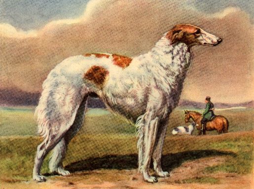 Borzoi - CUSTOM MATTED - Dog Art Print - Megargee 