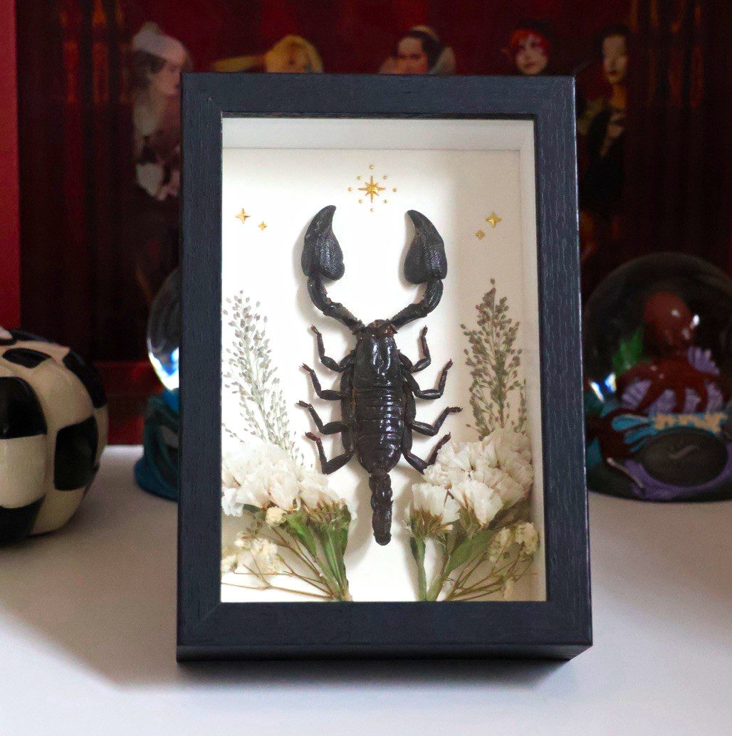 Real Emperor Scorpion Celestial Shadow Box Frame | Gothic Handmade Art