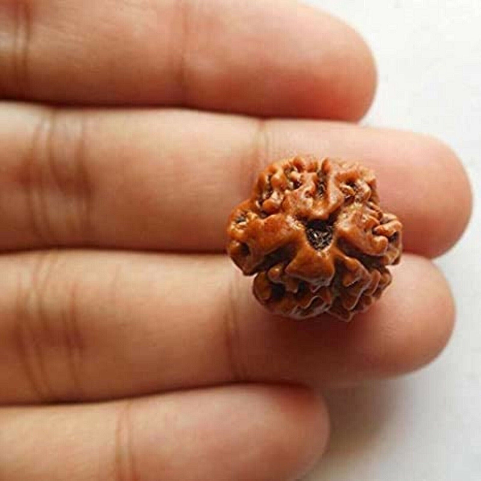 100% Original Nepali Three Faced Rudraksha 3 Mukhi Rudraksh Bead Natural -Lab