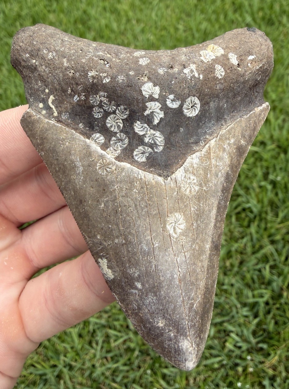 Natural 3.80” Megalodon Shark Tooth Fossil Real Shark Teeth No Restoration
