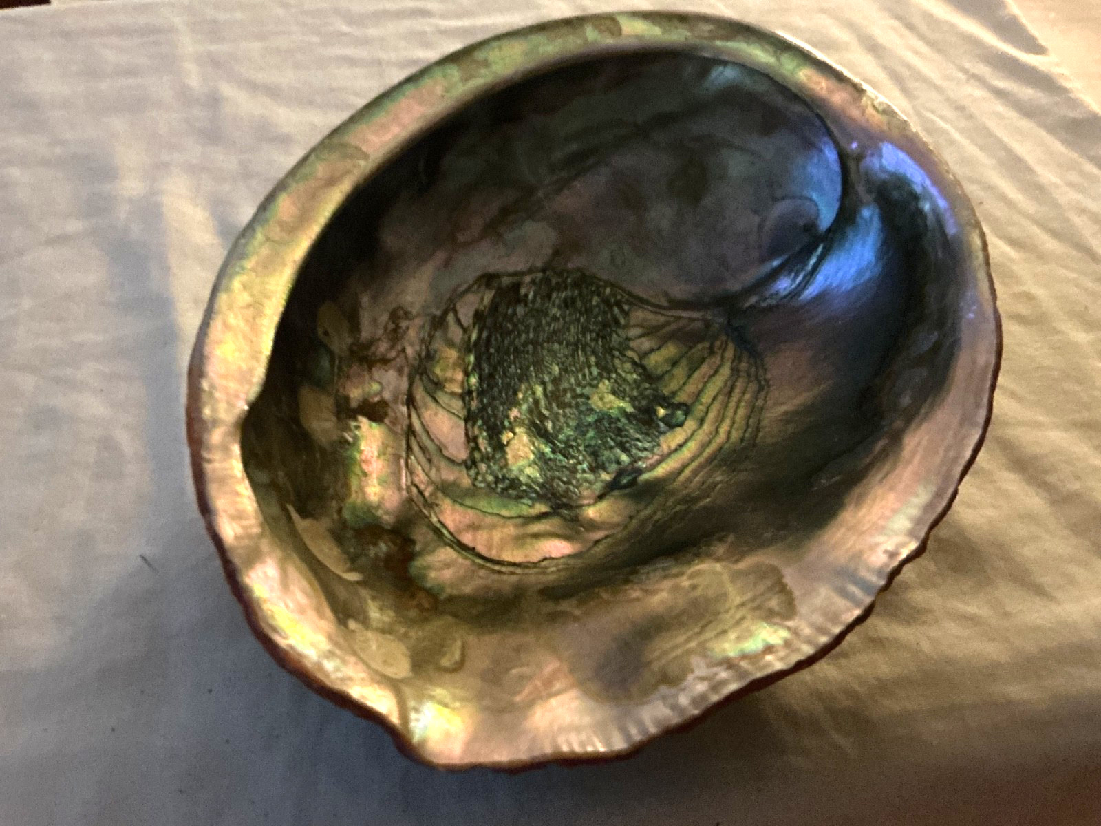 large natural rare red abalone shell 8” wide
