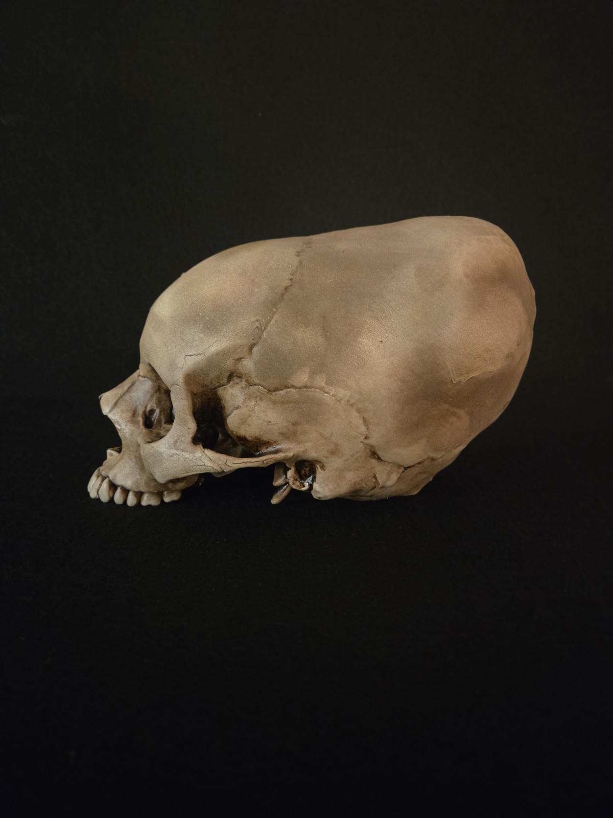 Realistic Elongated Human Skull Replica - Life Size