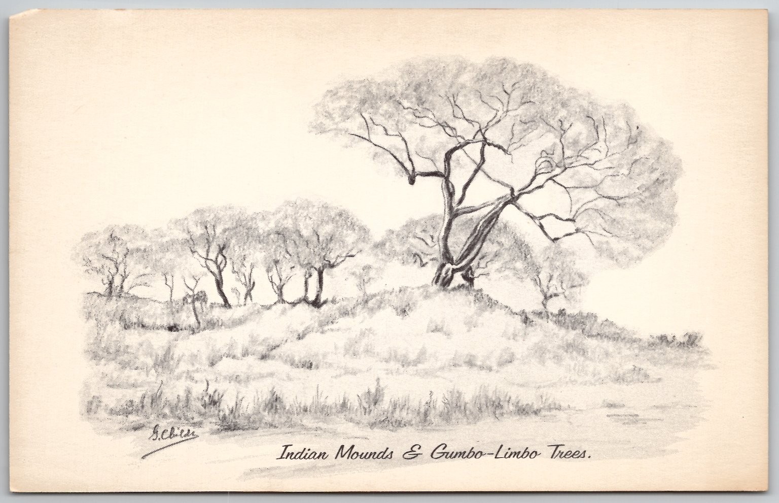 1960 Sanibel Captiva FL Indian Mounds Gumbo-Limbo Trees Art Postcard