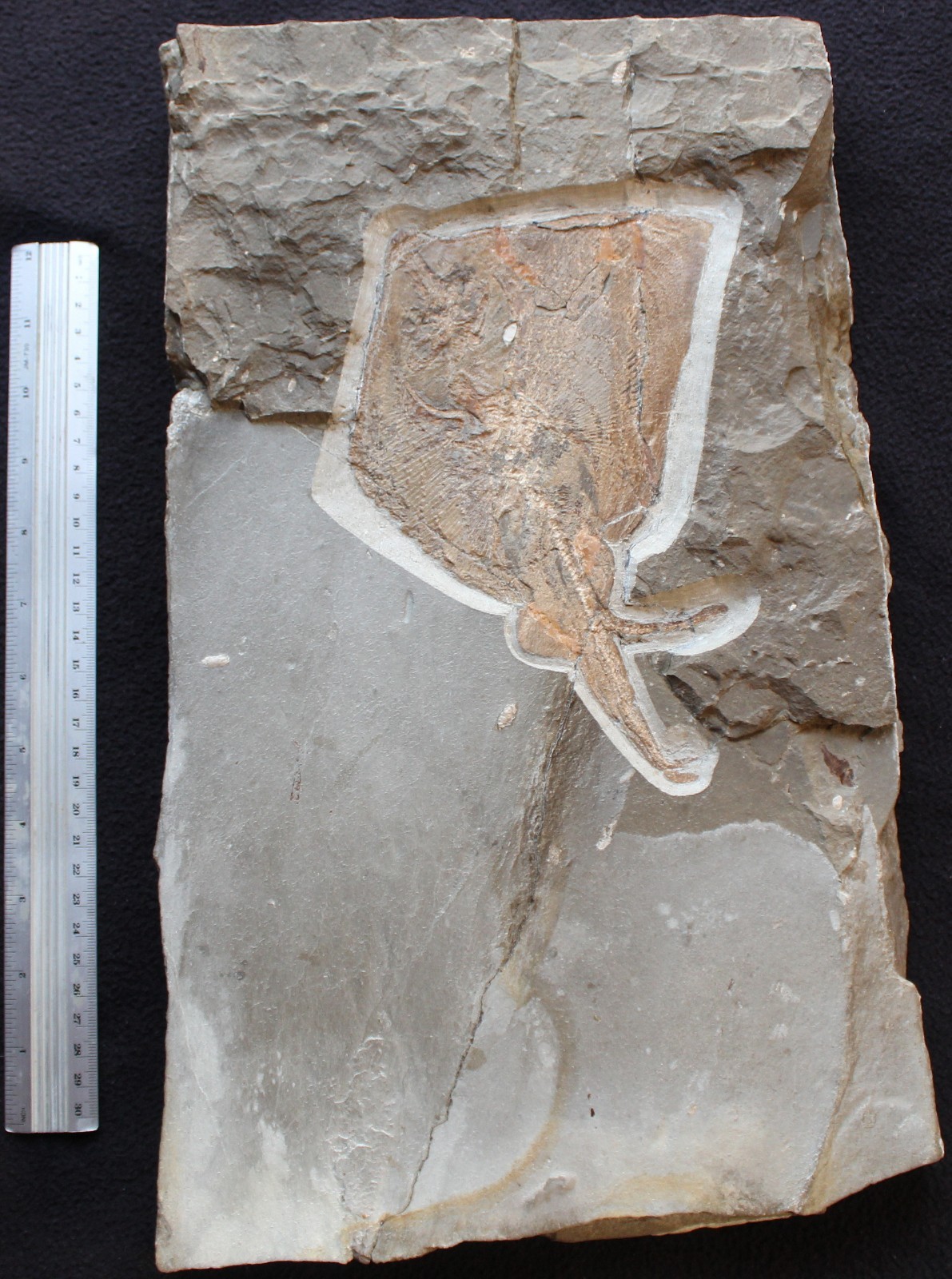 Pararaja expansa - Very Rare Male Stingray - Cretaceous Fossils Lebanon