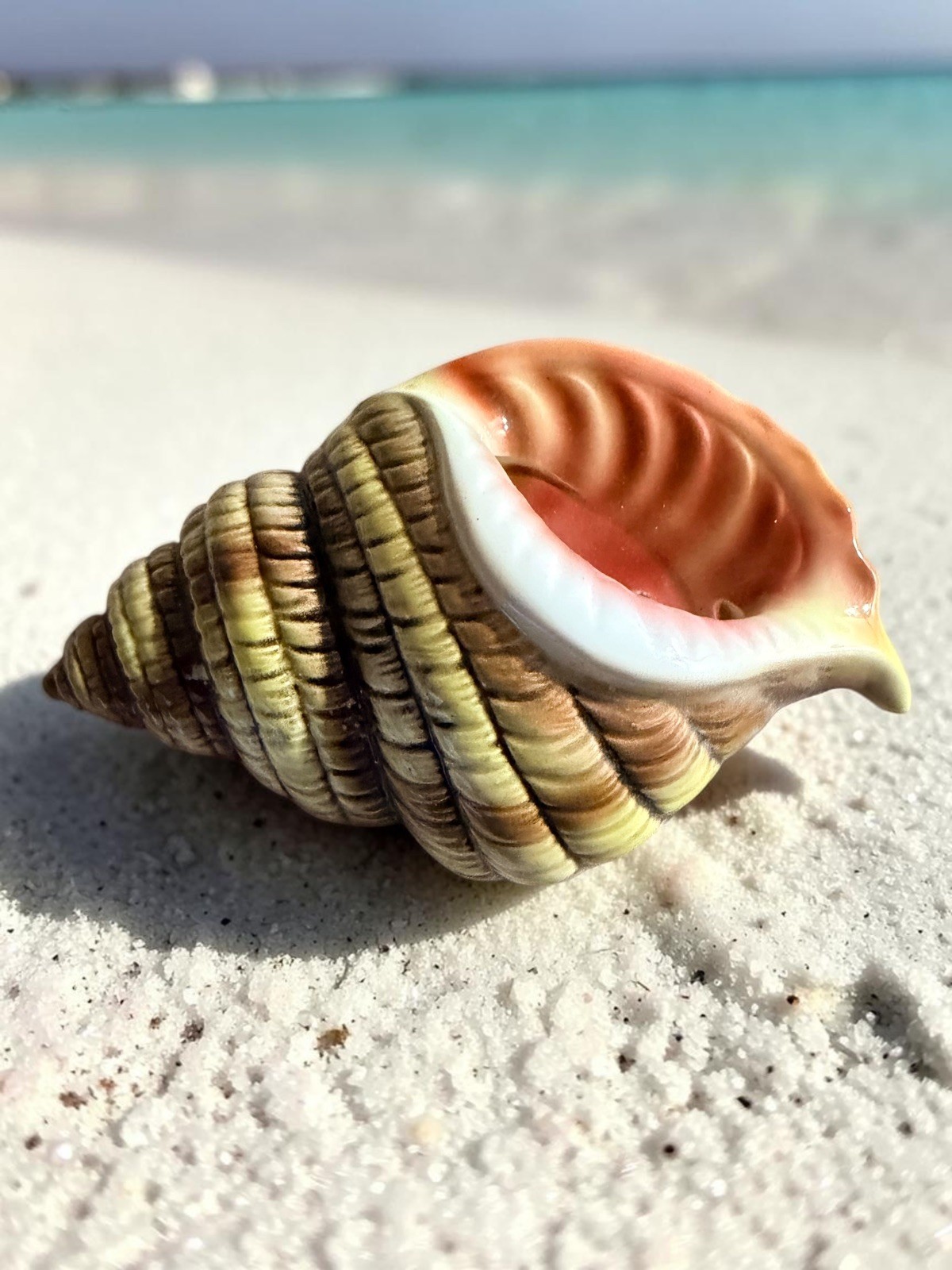 Vintage Ceramic Shell Wall Plaque Made in JAPAN 🐚 4 Inches by 7 Inches