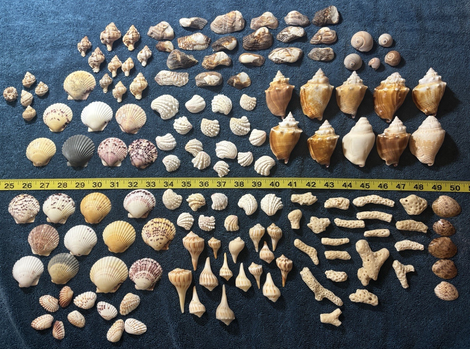 150 Mixed Lot Sanibel Island  Sea Shells.  Great For Crafting Or Collectors